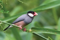 Java Sparrow Kawainui Marsh, O'ahu IMG_9720