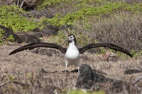 Laysan Albatross (Juvenile) Ka'ena Point, O'ahu IMG_4902