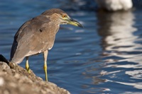 Black-crowned Night Heron (Juvenile) Kawainui Marsh, O'ahu IMG_7349
