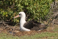 Laysan Albatross, Ka'ena Point, O'ahu IMG_7724