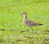 Pacific Golden-Plover Valley of the Temple, O'ahu IMG_8933