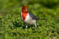 Red -crested Cardinal Kapiolani Park, O'ahu IMG_7379
