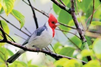 Red-crested Cardinal Ho'omaluhia Botanical Garden, O'ahu IMG_8418