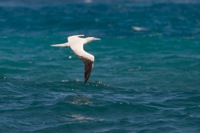 Red-footed Booby Makapu'u Beach, O'ahu IMG_8032