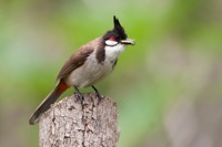 Red-whiskered Bulbul Waimanalo, Oahu IMG_9692