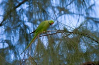 Rose-Ringed Parakeet Kapiolani Park, O'ahu IMG_8635