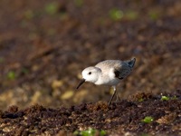 Sanderling Laniakea Beach, O'ahu IMG_7604