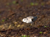 Sanderling Laniakea Beach, O'ahu  IMG_7604