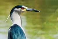 Black-crowned Night Heron Aquafarm Kahuku, O'ahu IMG_8309