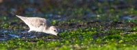 Sanderling Laniakea Beach, O'ahu  IMG_7825