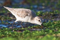 Sanderling Laniakea Beach, O'ahu IMG_7825