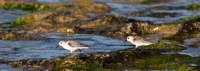 Sanderlings Laniakea Beach, O'ahu IMG_7808