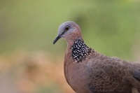 Spotted Dove Diamond Head, O'ahu IMG_8525