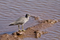 Wandering Tattler Aquafarms Kahuku, O'ahu IMG_7536