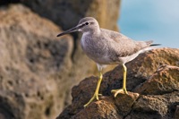 Wandering Tattler Black Point, O'ahu IMG_9868