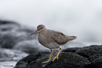 Wandering Tattler Makapu'u Beach, O'ahu IMG_6913