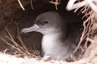 Wedge-tailed Shearwater Ka'ena Point, O'ahu IMG_5076