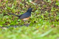 White-Rumped Shama Ho'omaluhia Botanical Garden, O'ahu IMG_8365