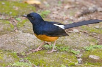 White-Rumped Shama Manoa Valley, O'ahu IMG_9822