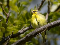 Yellow-Fronted Canary Kapiolani Park, O'ahu IMG_7079