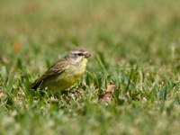 Yellow-Fronted Canary Kapiolani Park, O'ahu IMG_7116