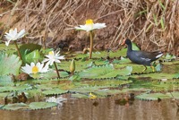 Common Moorhen JCNWR, O'ahu IMG_7486