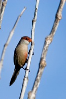 Common Waxbill Punalu'u, O'ahu IMG_7446