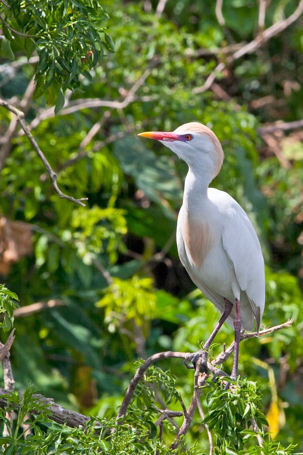 Cattle Egret Gatorland, FL IMG_8829