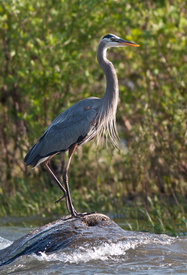 Great Blue Heron Rookery Richmond, VA IMG_4297