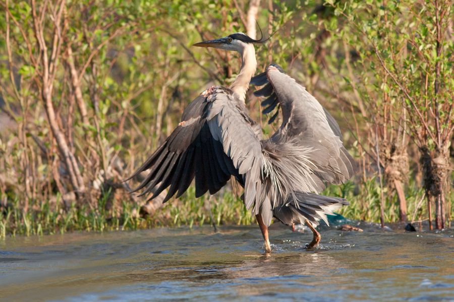 Great Blue Heron Rookery Richmond, VA IMG_4357