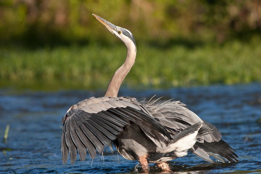 Great Blue Heron Rookery Richmond, VA IMG_4578