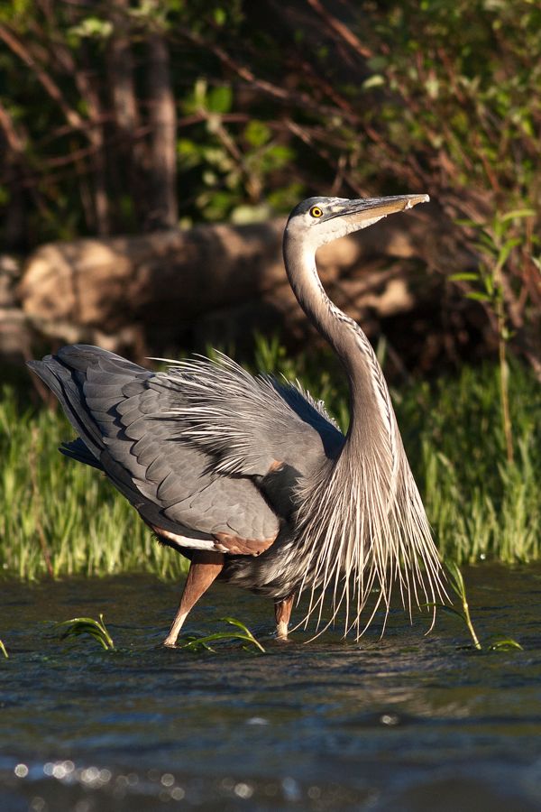 Great Blue Heron Rookery Richmond, VA IMG_4655