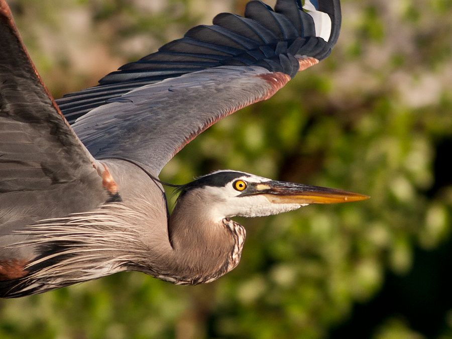 Great Blue Heron Rookery Richmond, VA IMG_4661