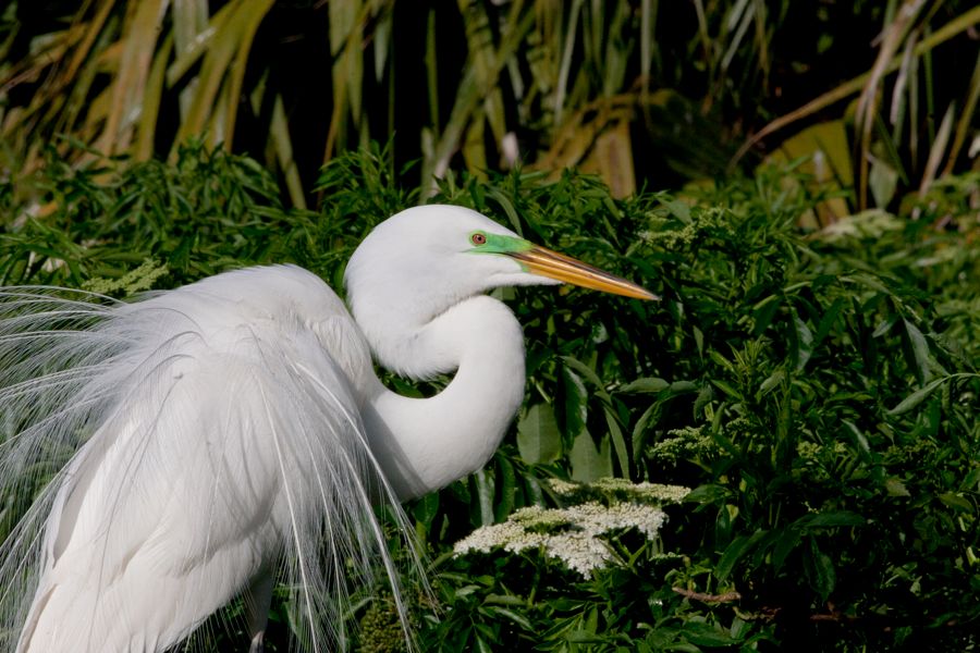 Great Egret Gatorland, FL IMG_8503a