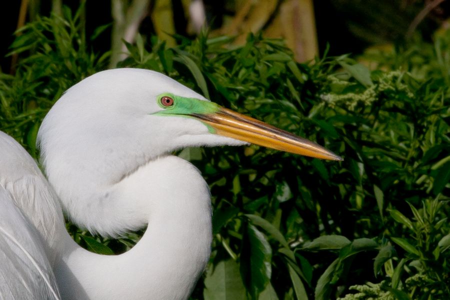 Great Egret Gatorland, FL IMG_8503b