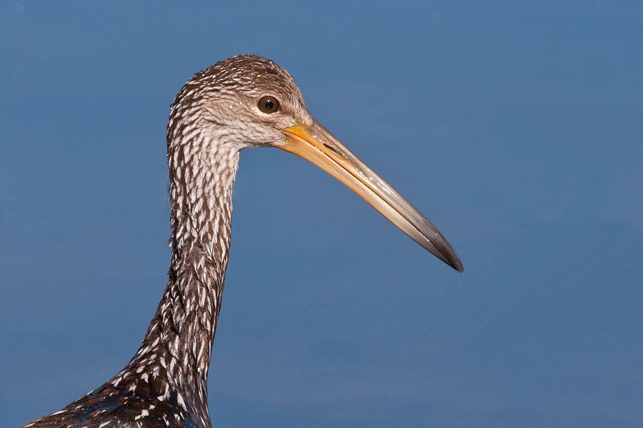 Limpkin Gatorland, FL IMG_8604