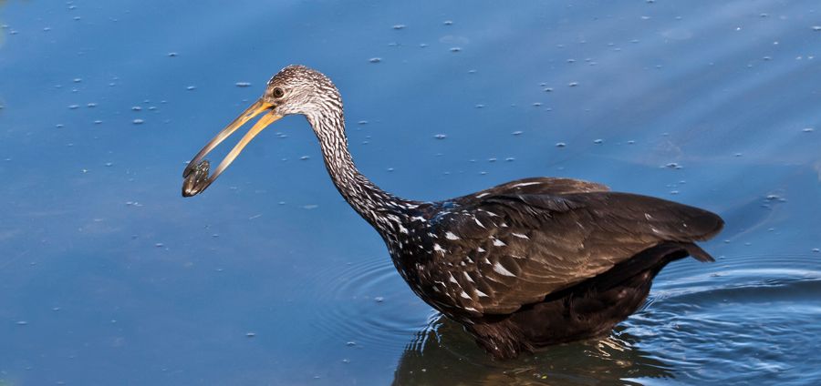 Limpkin Gatorland, FL IMG_8621