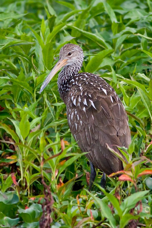 Limpkin Lake Tohopekaliga, FL IMG_6839