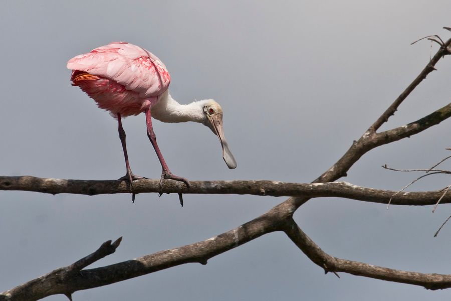 Roseate Spoonbill Gatorland, FL IMG_8959