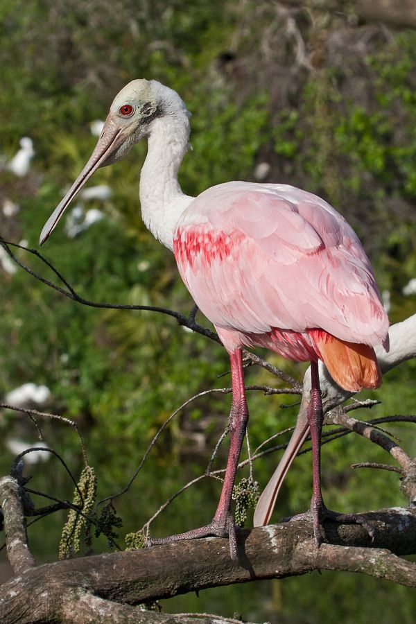 Roseate Spoonbill Gatorland, FL IMG_9313