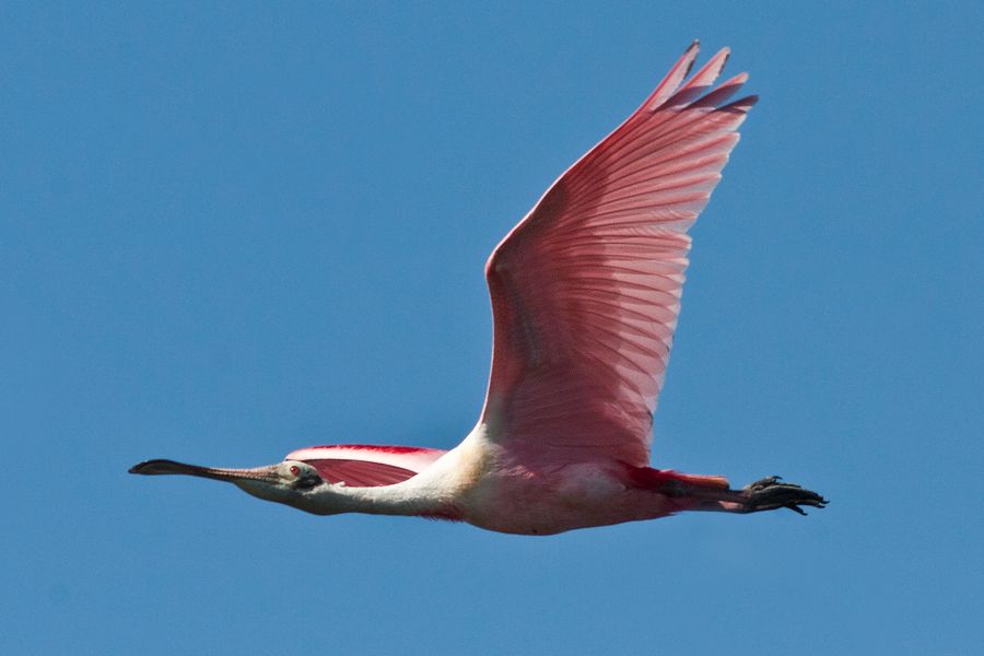 Roseate Spoonbill Merritt Island NWR, Florida IMG_6241