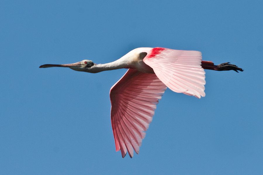 Roseate Spoonbill Merritt Island NWR, Florida IMG_6244