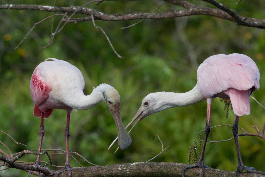 Roseate Spoonbills Gatorland, FL IMG_9245 