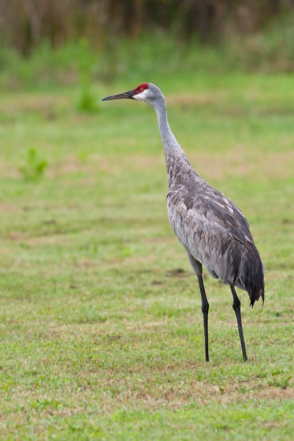 Sandhill Crane Orlando Wetlands Park, FL IMG_5632 