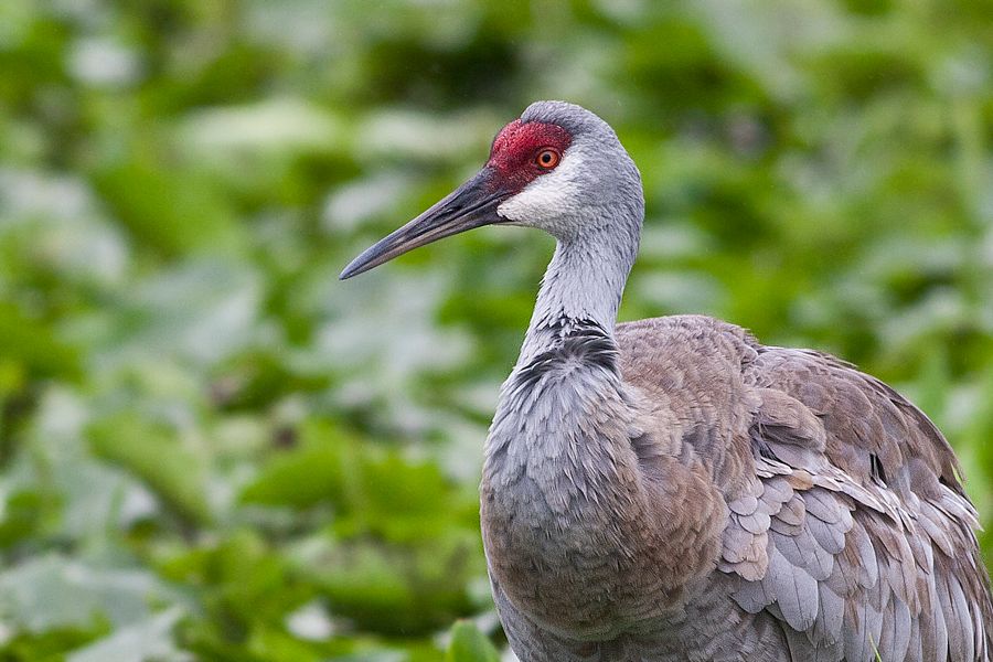 Sandhill Crane Orlando Wetlands Park, FL IMG_5773