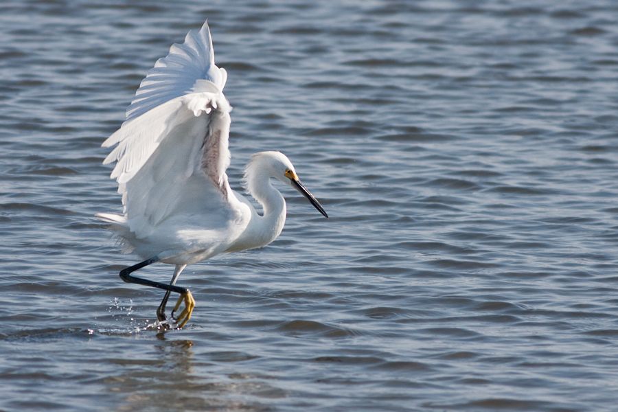 Snowy Egret Chincoteague NWR, VA IMG_6702 