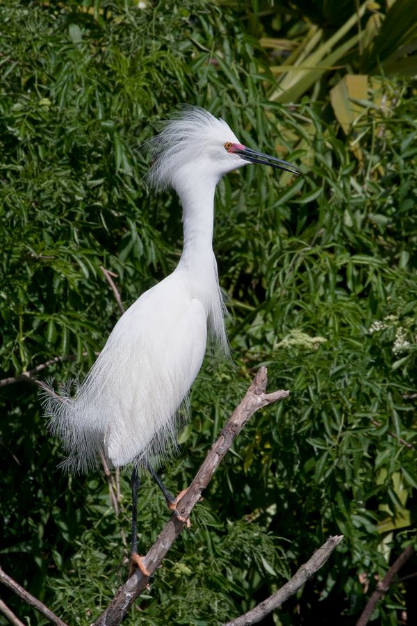 Snowy Egret Gatorland, FL IMG_9116a 