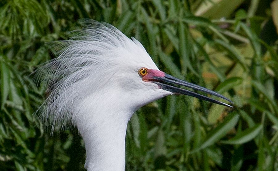 Snowy Egret Gatorland, FL IMG_9116b