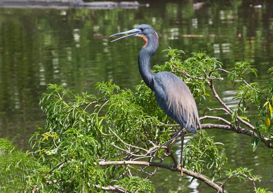 Tri-colored Heron Gatorland, FL IMG_8930