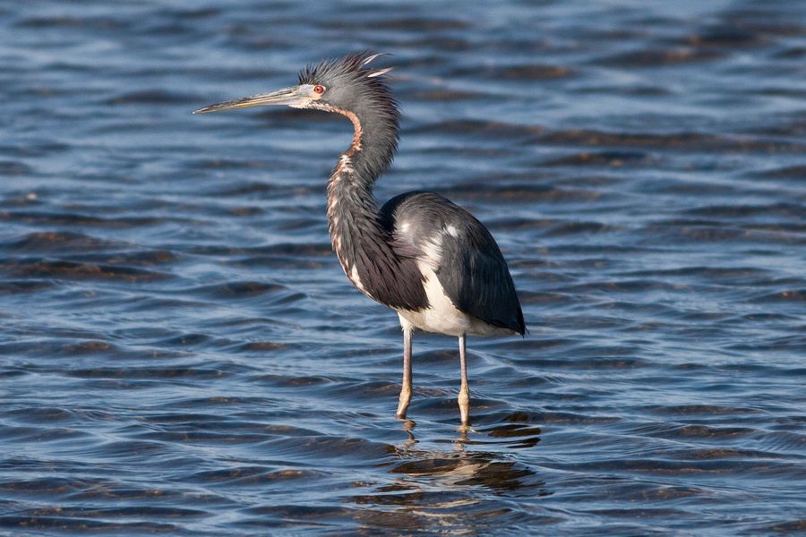 Tri-colored Heron Merritt Island NWR, FL IMG_5998